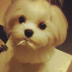 Meet your Posher, Patricia